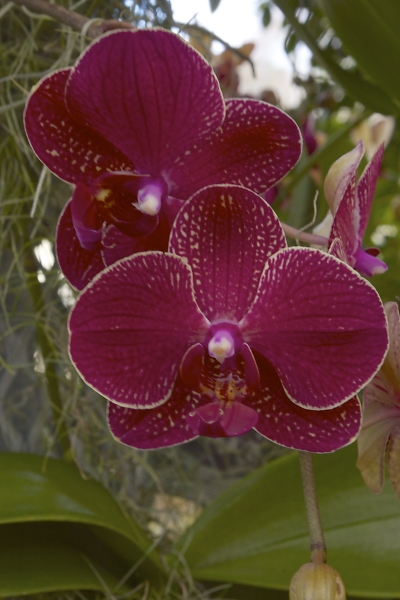 RHS. Wisley