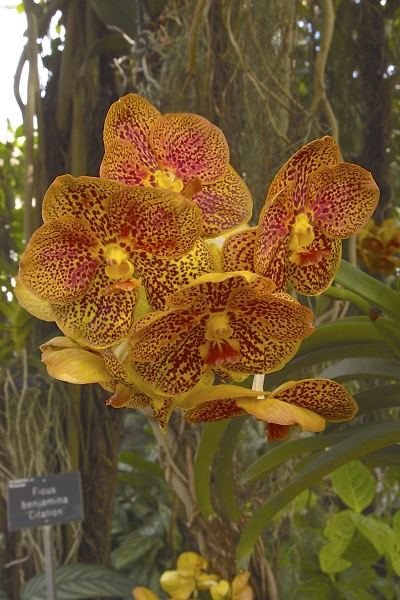 RHS.Wisley