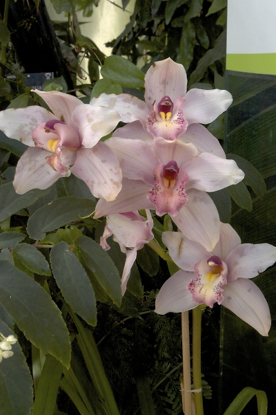 RHS.Wisley