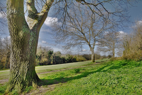 Riddlesdown Spring Morning 7