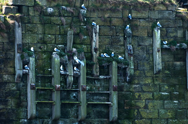 Seabird Nests