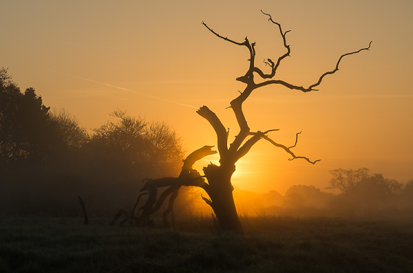 silhouette