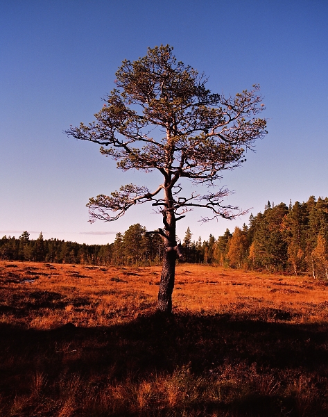 Solitary Pine