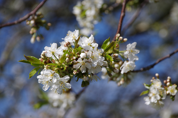 Spring in Berkshire