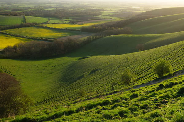 The Downs