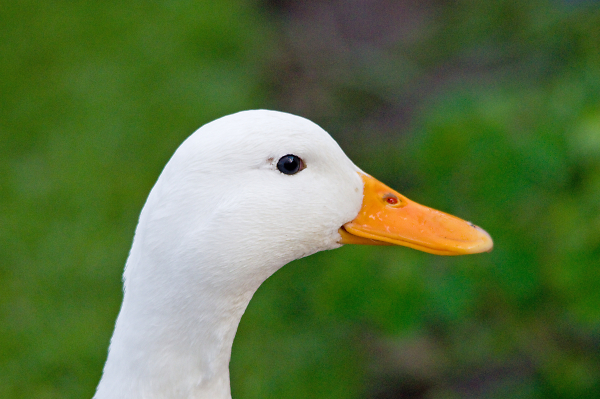 The White Duck