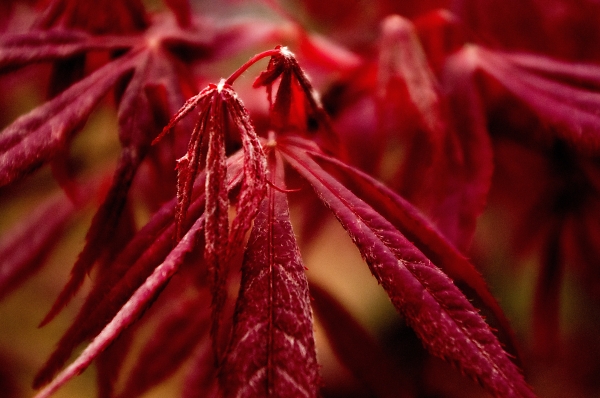 Young Acer leafs