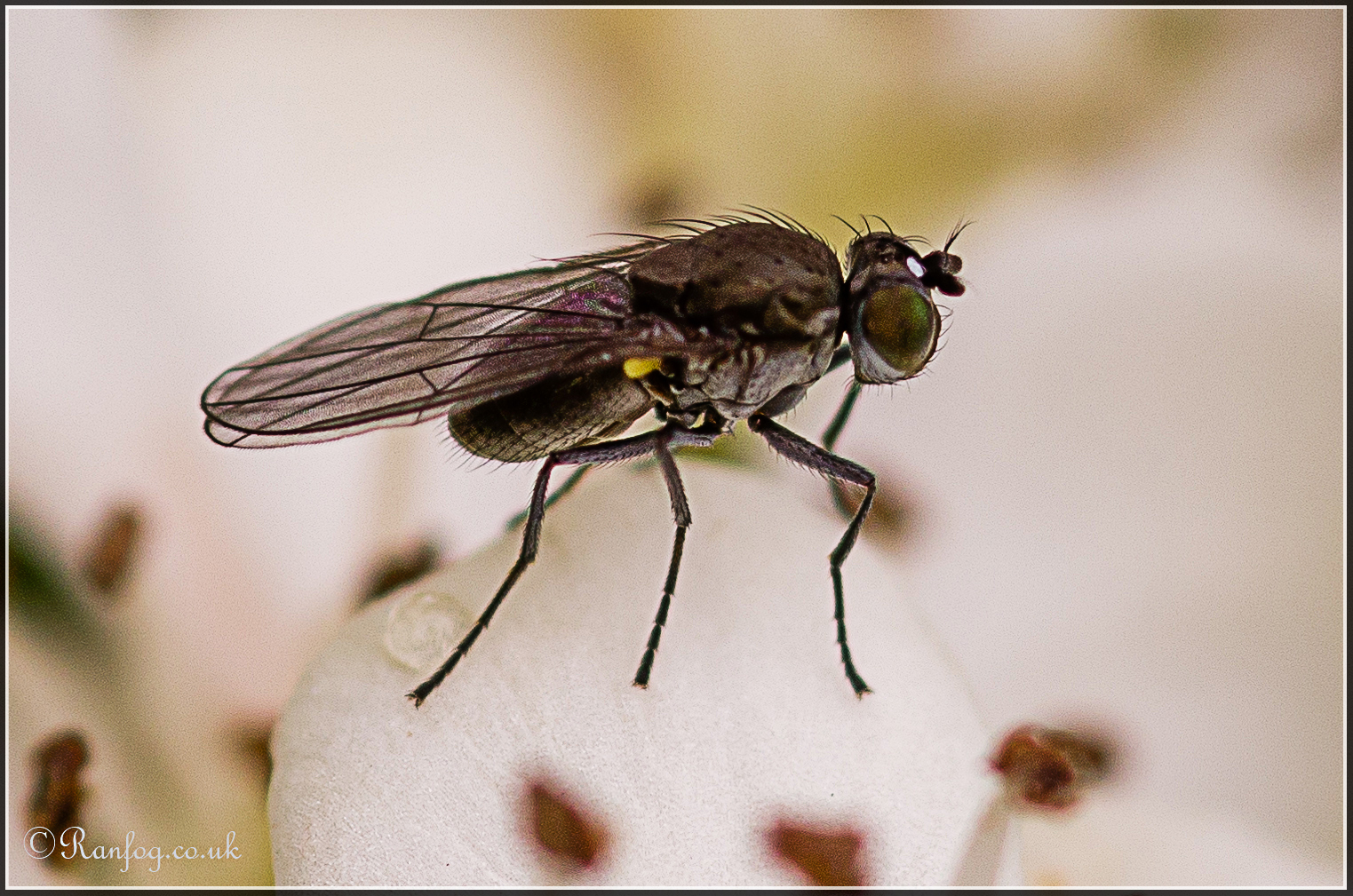 A little Fly!