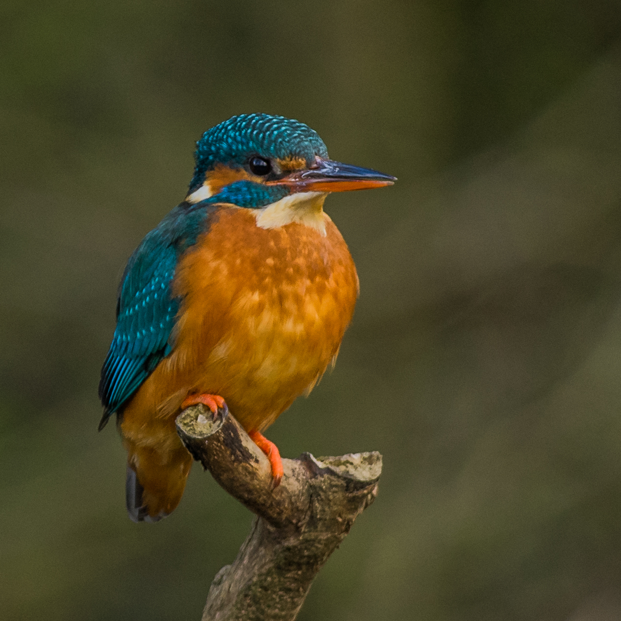 Female Kingfisher