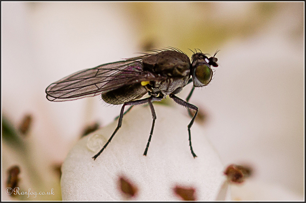 A little Fly!