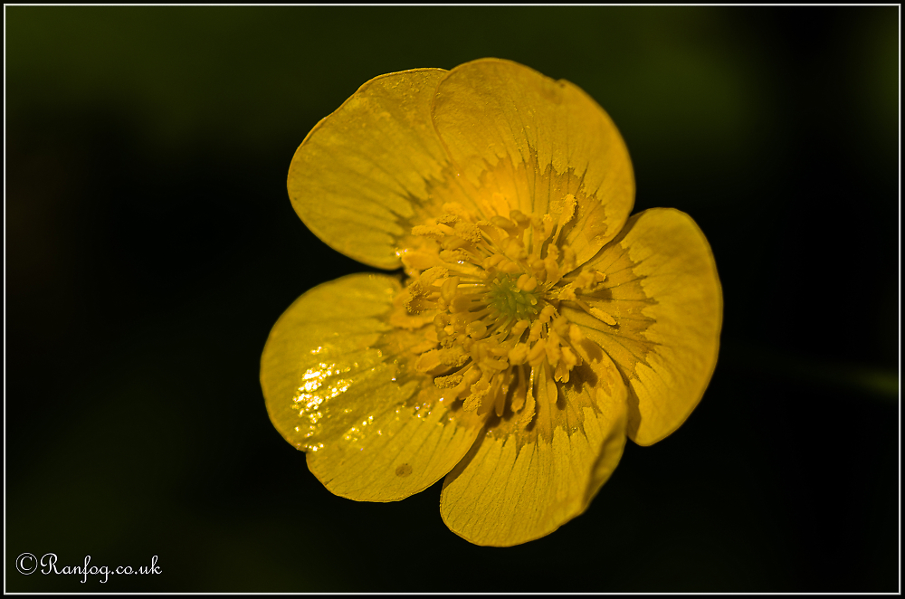Buttercup 1