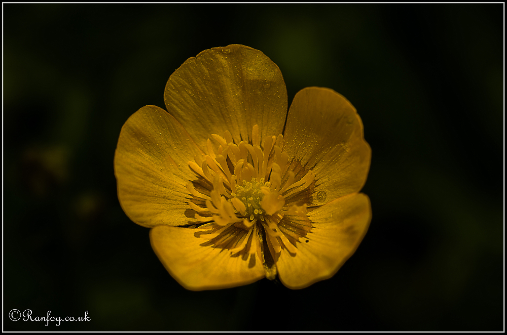 Buttercup 2