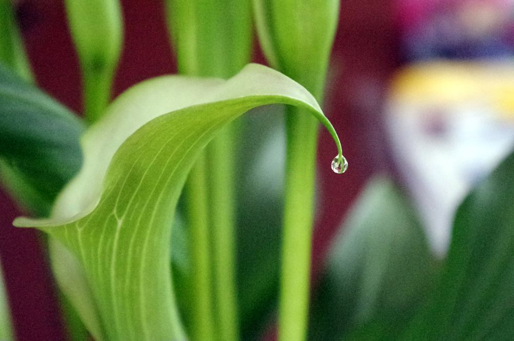 Calla lily