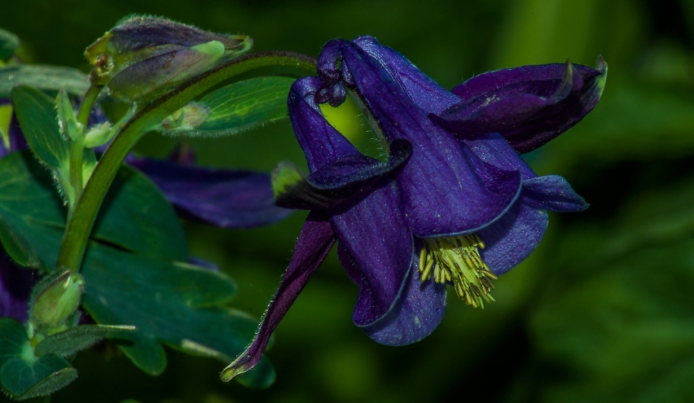 Columbine Flower