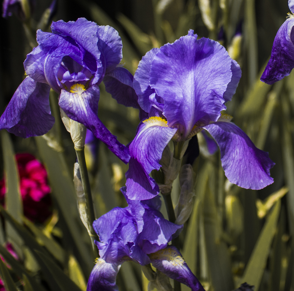 Iris