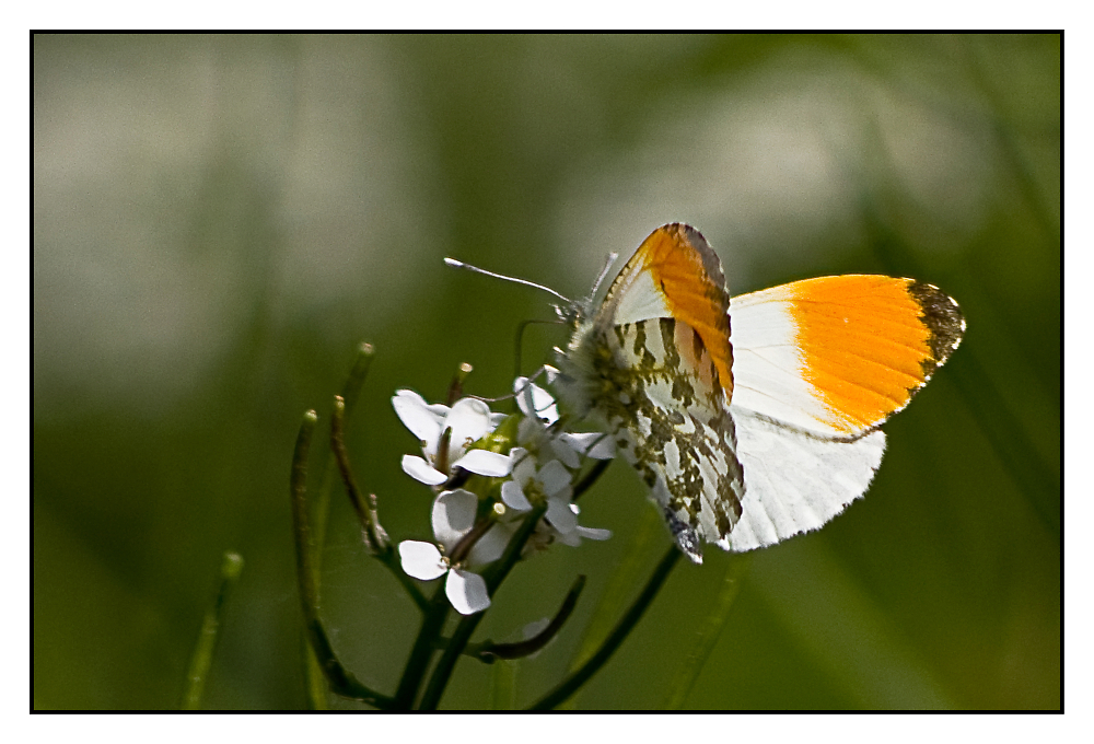 orange tip