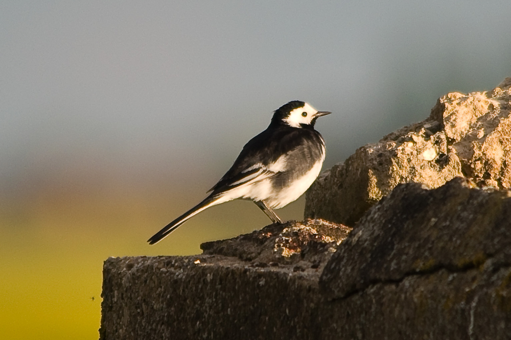 Pied Wagtail