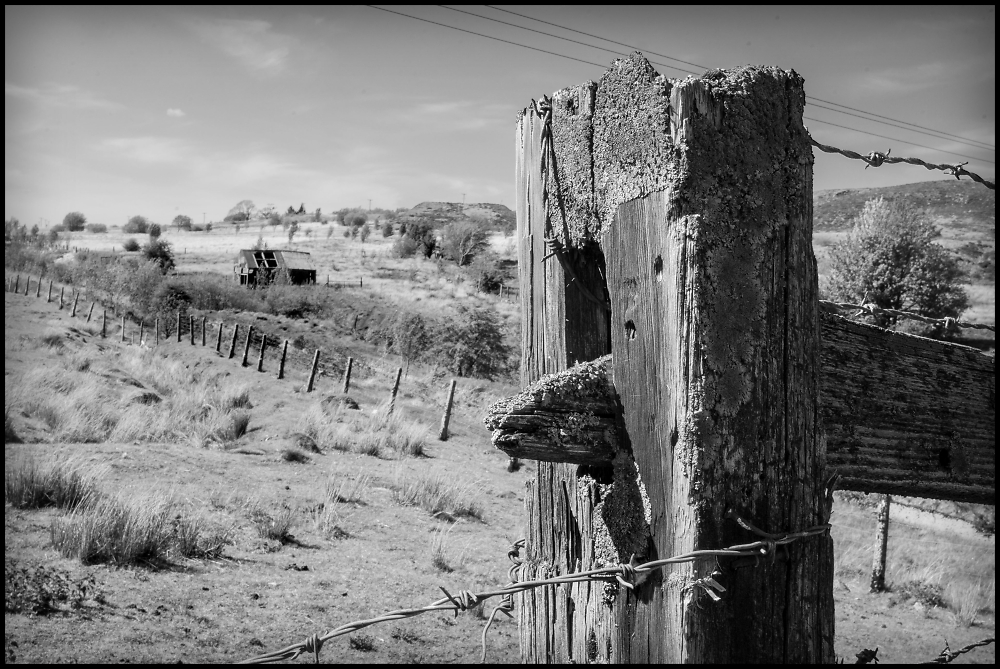 Rotting Fence Post