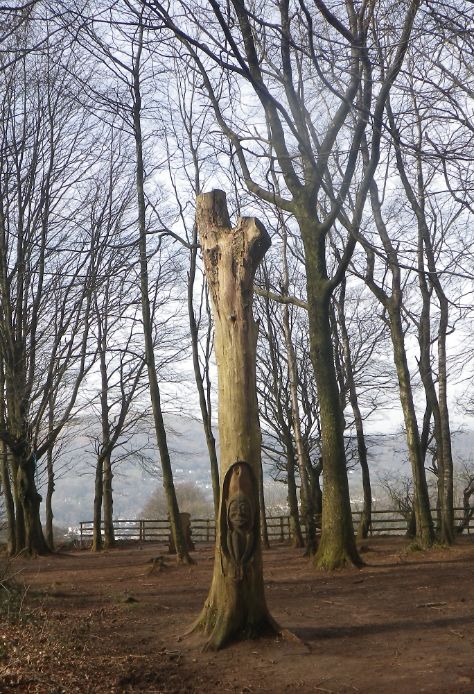 Wood Elf?