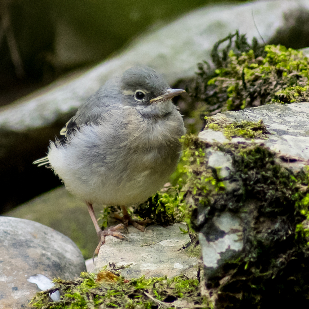 Young Grey Wagtail