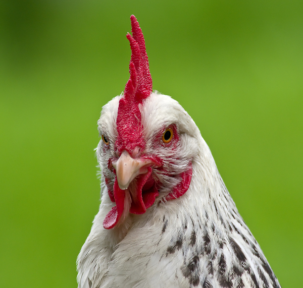 A Chicken......for Nuri