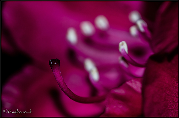 Another purple nurple