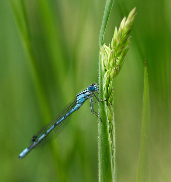 Azure Blue