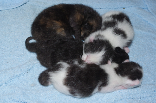 Betsy's new family