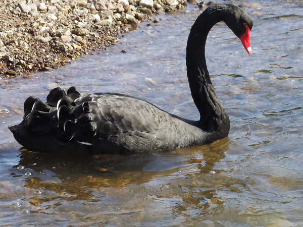 Black Swan