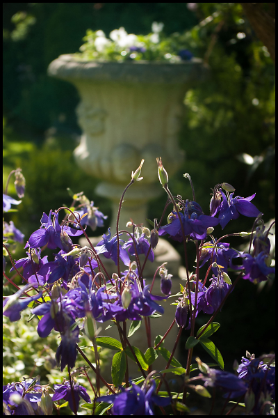 Blue Aquilegia