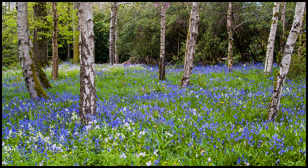 Bluebells under Silver Birches
