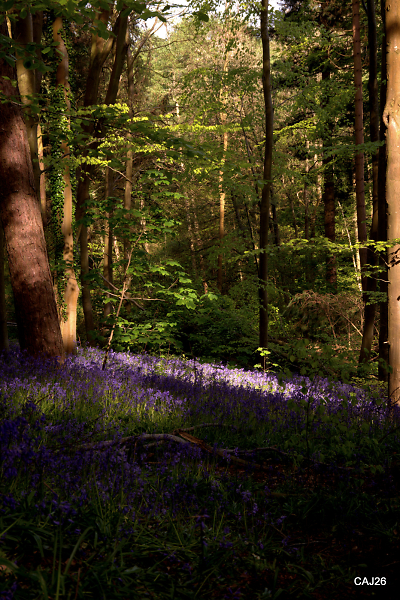 Bluebells