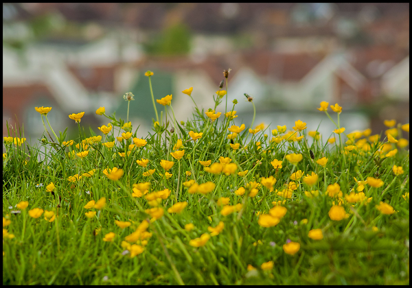 Buttercups on the Hill