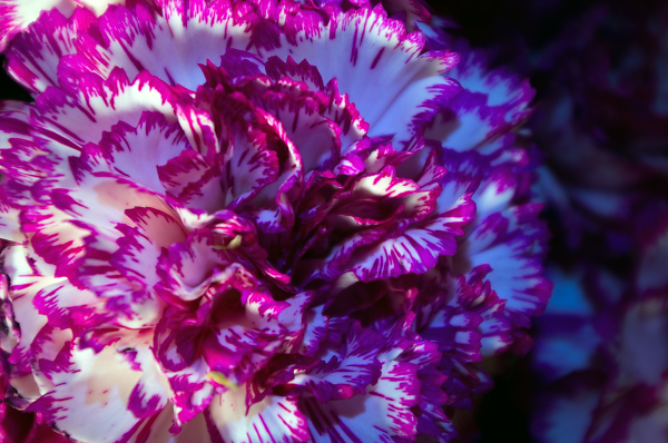 Carnation
