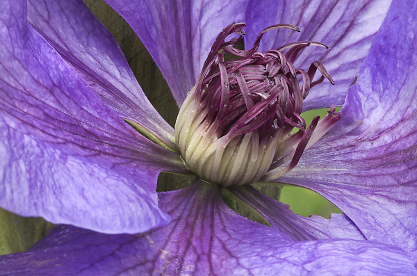 Clematis