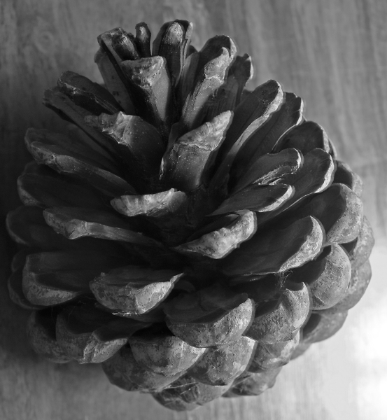 Cone