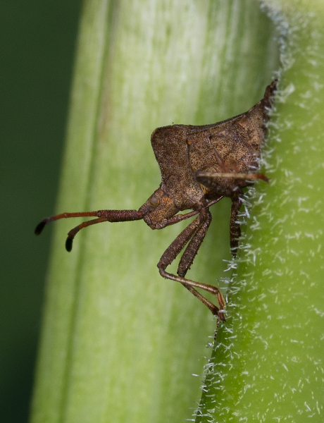 Coreus Marginatus