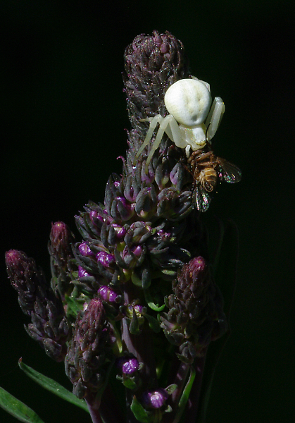 Crab Spider & Fly