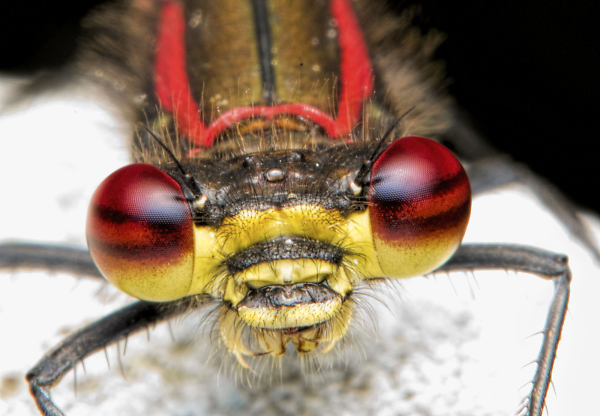 Damsel portrait