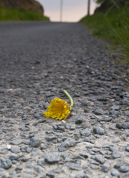 Dandelion