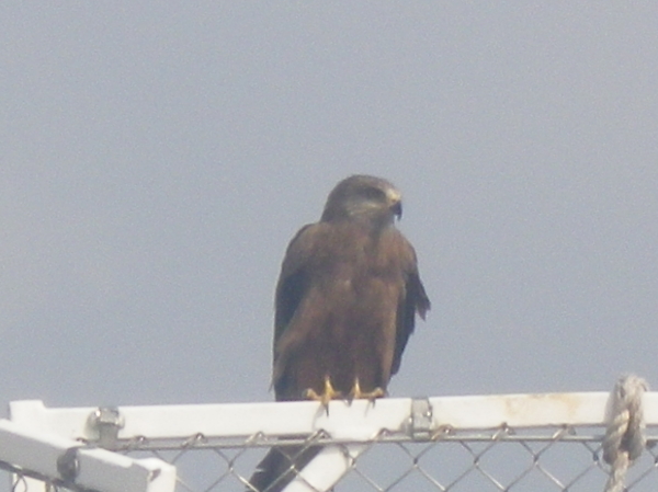 eagle resting