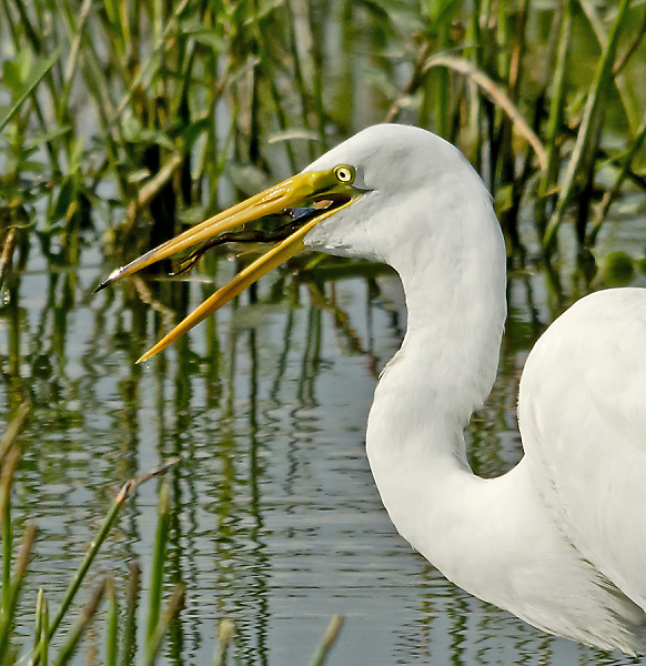 Egret Swallows Frog