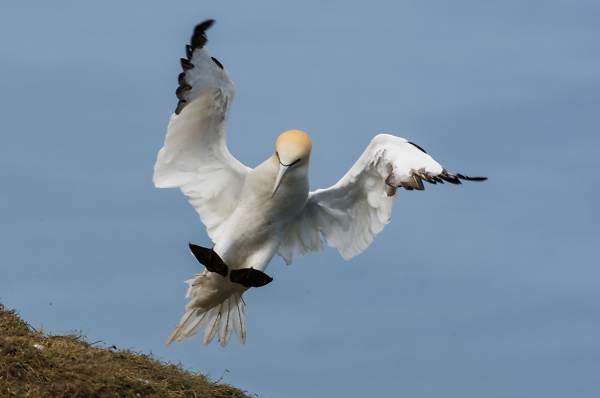 Flaps down - Northern Gannet