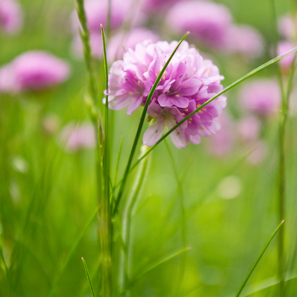 Gorran Pinks