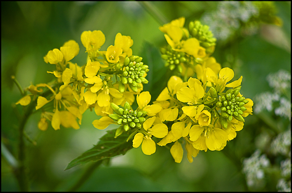 In the hedgerow