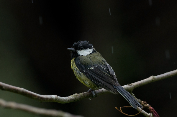 it was a rainy day ..