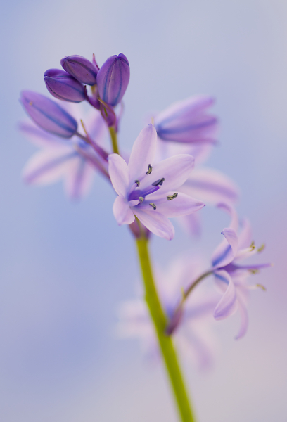 Late Bluebells