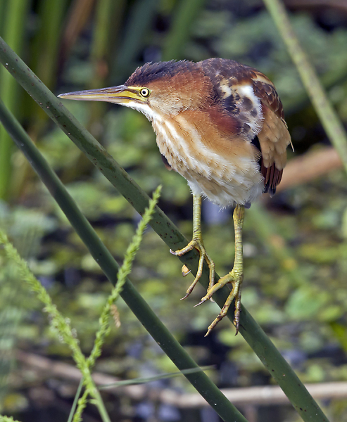 Least Bittern