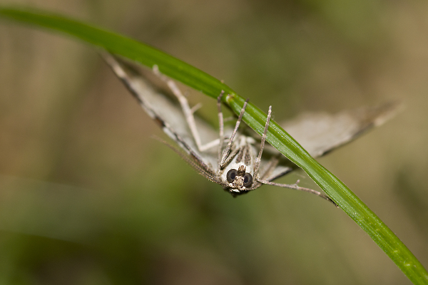 Moth