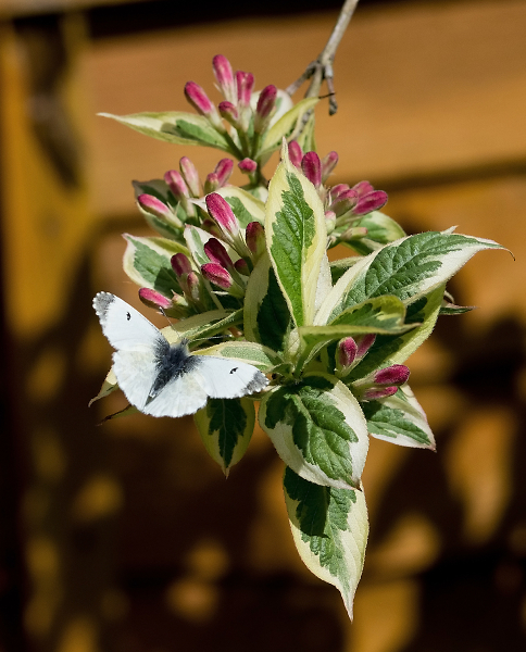 Orange Tip On Weigela